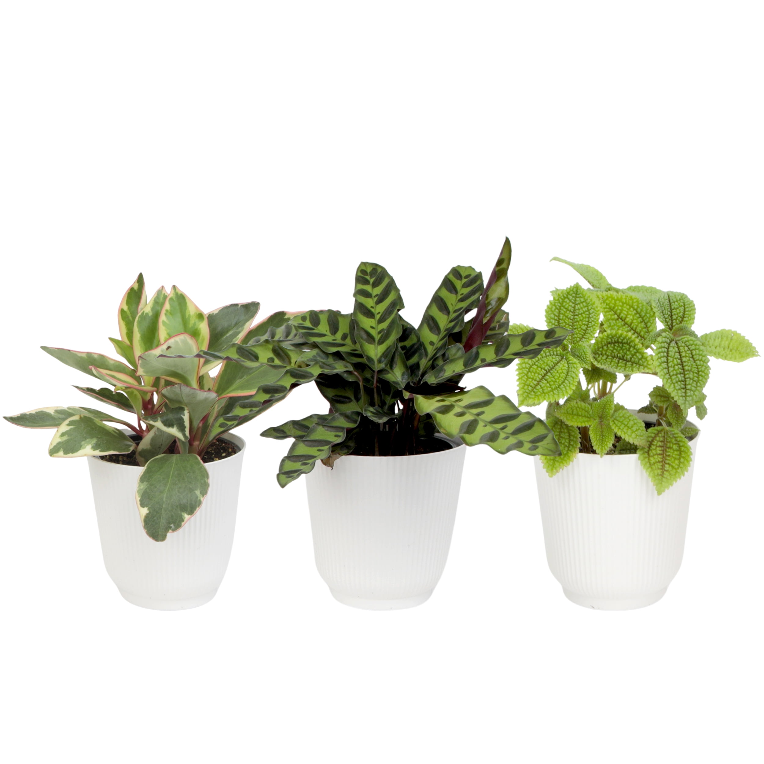 Element Pet Friendly House Plants in 4" White Pots (3 Count) Approx 10" Tall Live Plants