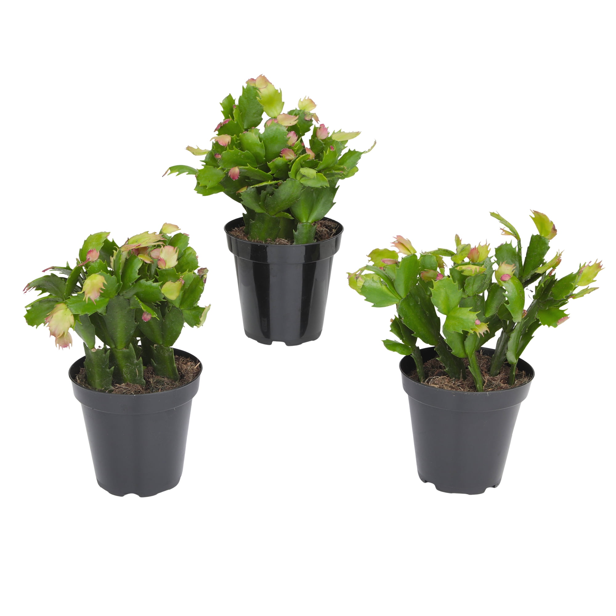 Element Pink Christmas Cactus 3PK in 4" Pots, Pet Friendly Zygo Live Plants (3 Count)