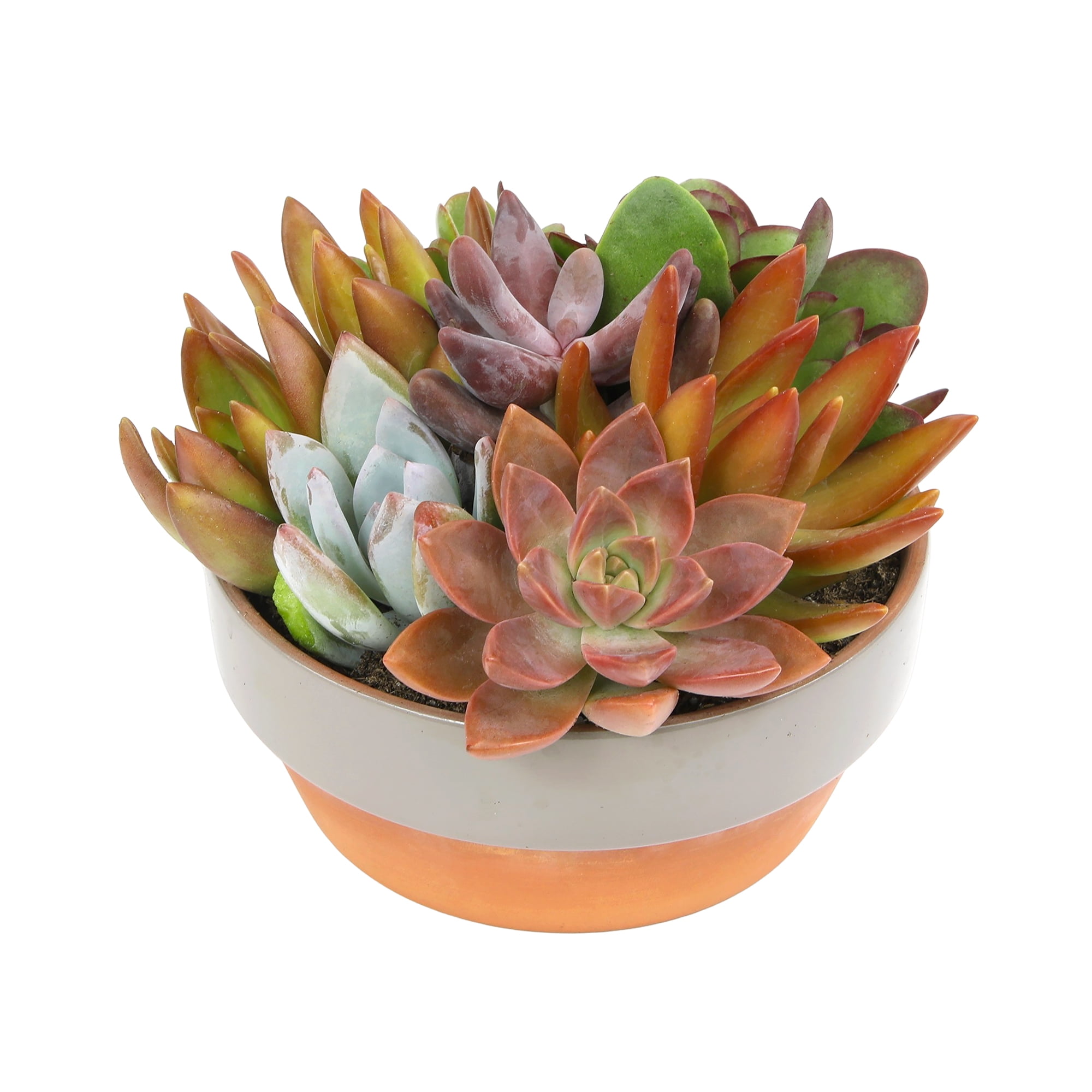 Element Plants Live Succulents Garden Decor, 5" Taupe & Clay Plant Gift, Easy Live Plants, Full Sun