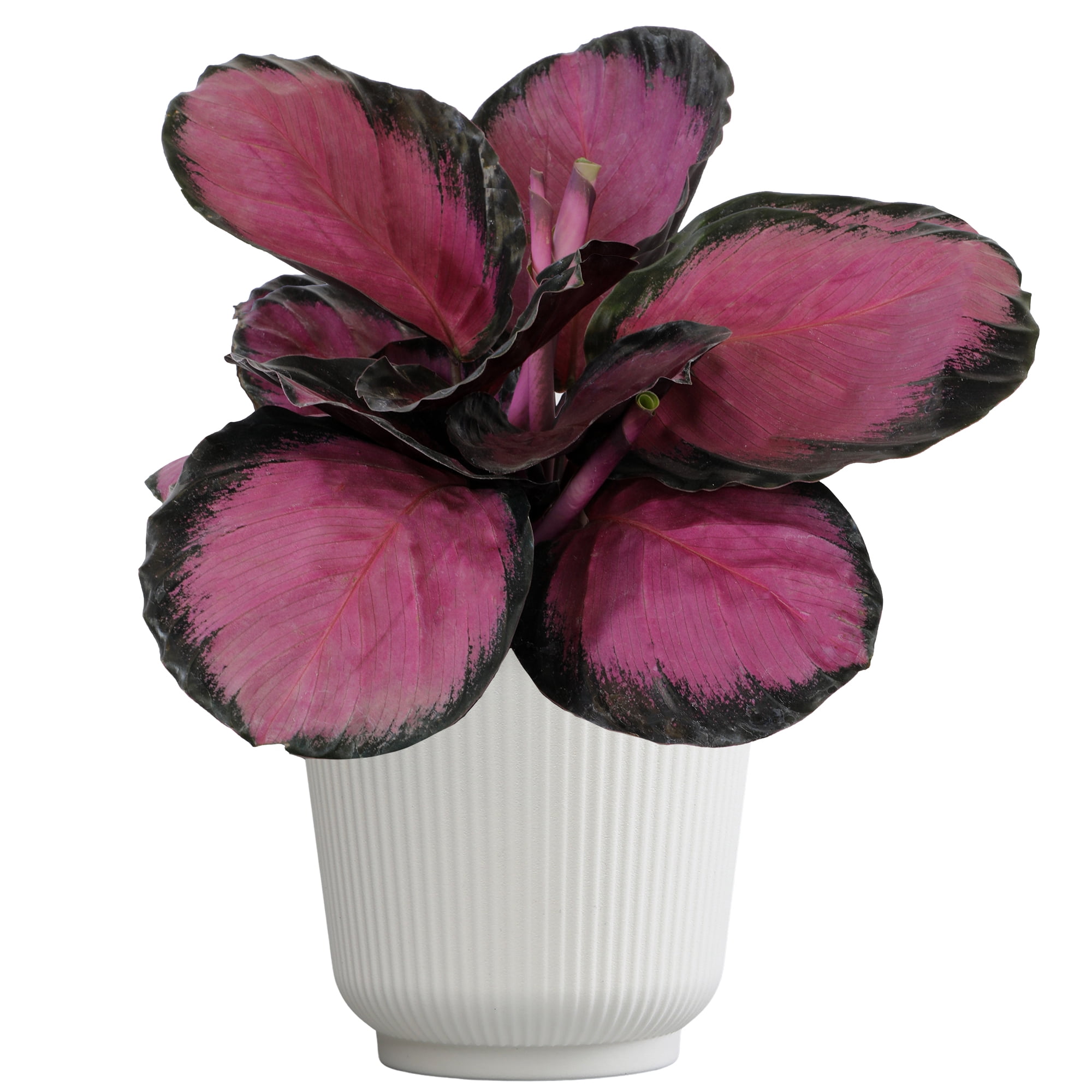 Element Purple Rose Calathea Live Plant in 6" White Pot (Approx 15" Tall) Prayer Plant