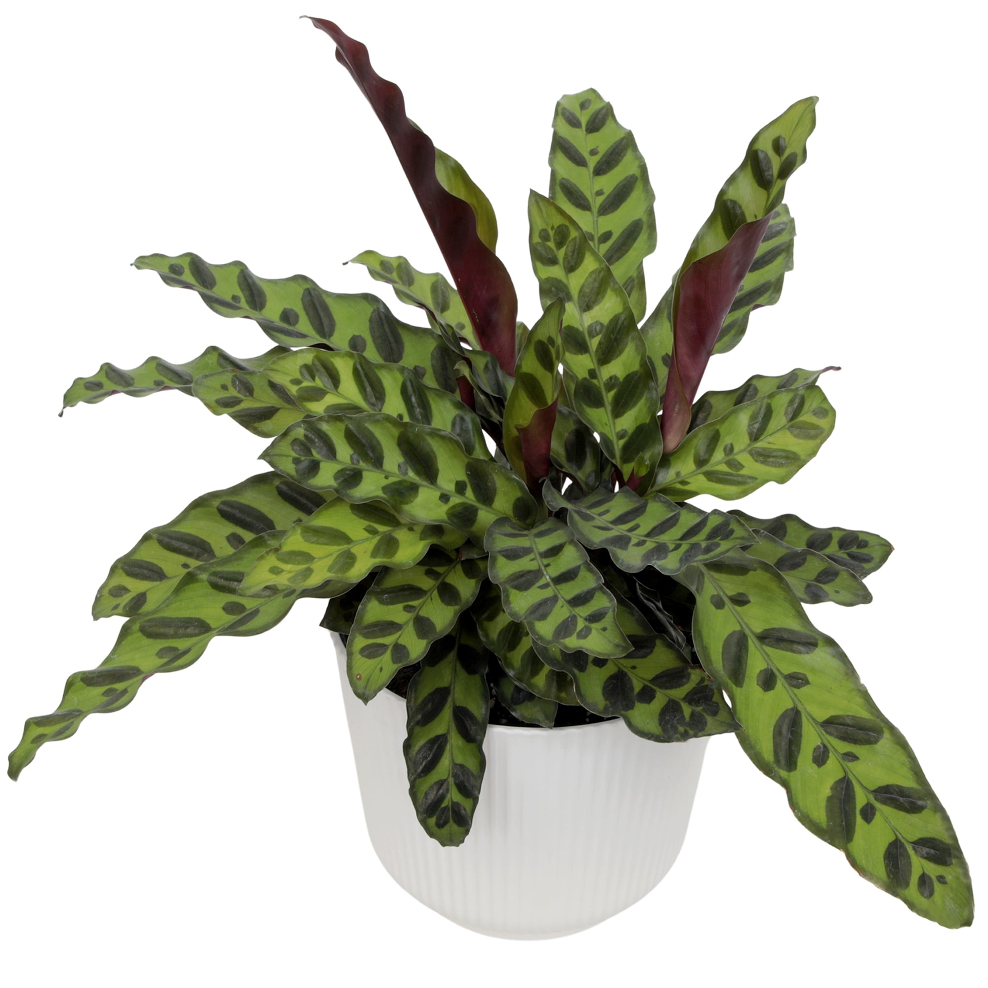 Element Rattlesnake Calathea Lancifolia Live Plant in 6" White Decor Pot (Approx 15" Tall)