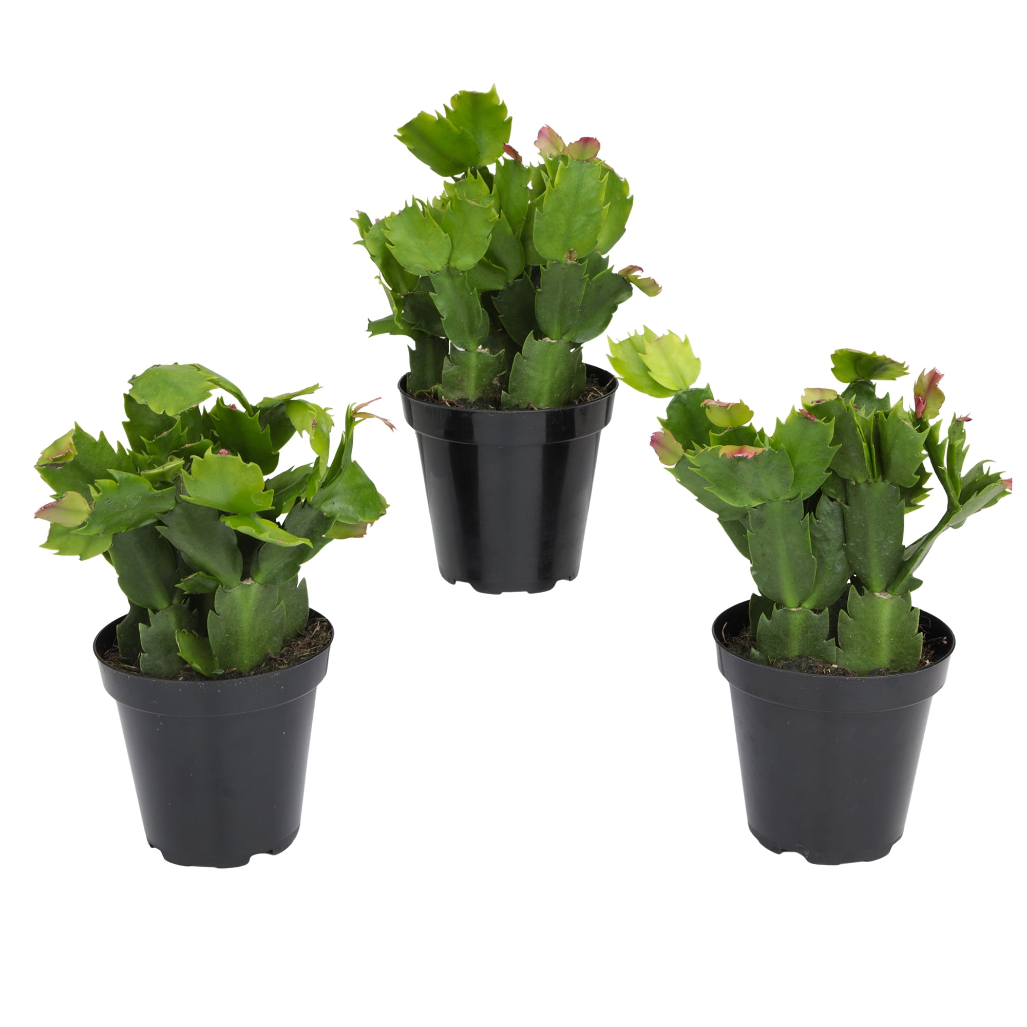 Element Red Christmas Cactus 3PK in 4" Pots, Pet Friendly Zygo Live Plants (3 Count)