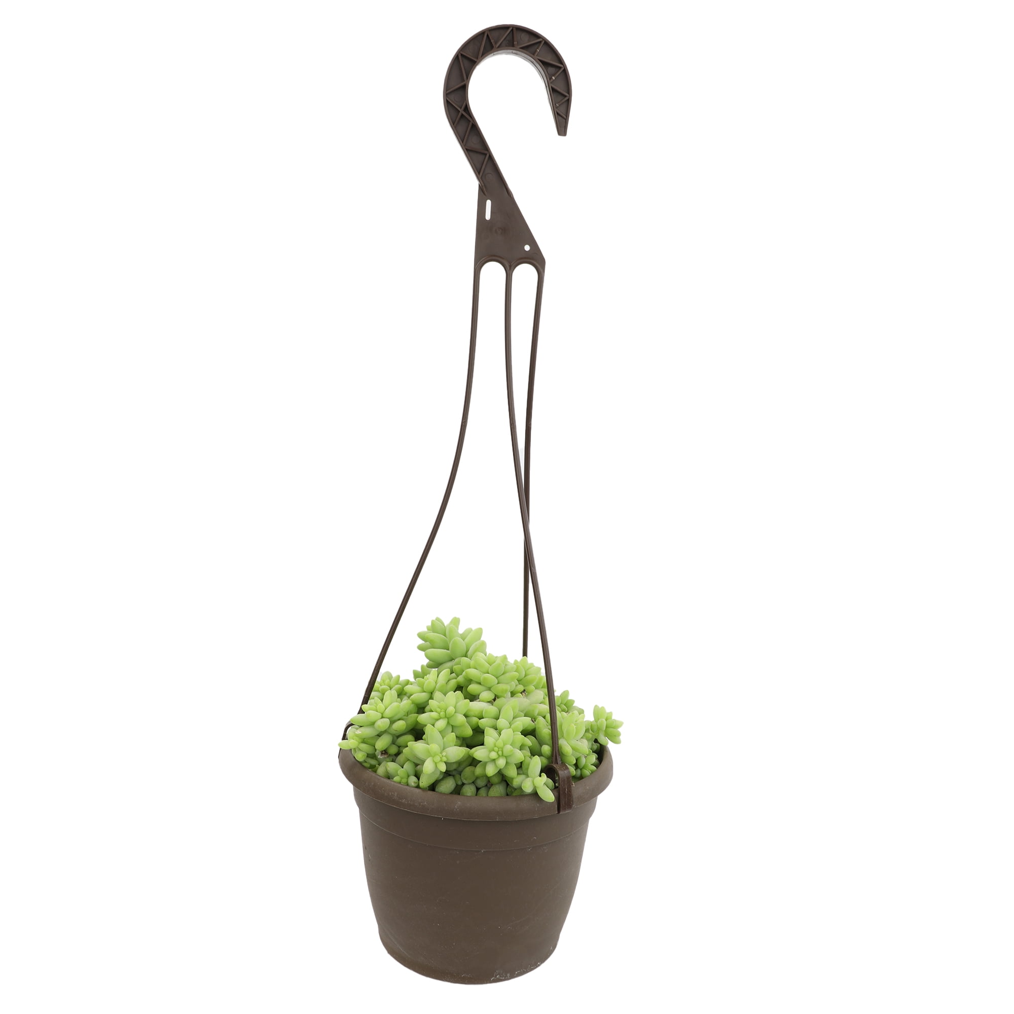 Hanging Succulent Plants & Hanging Outdoor Plants - Walmart.com