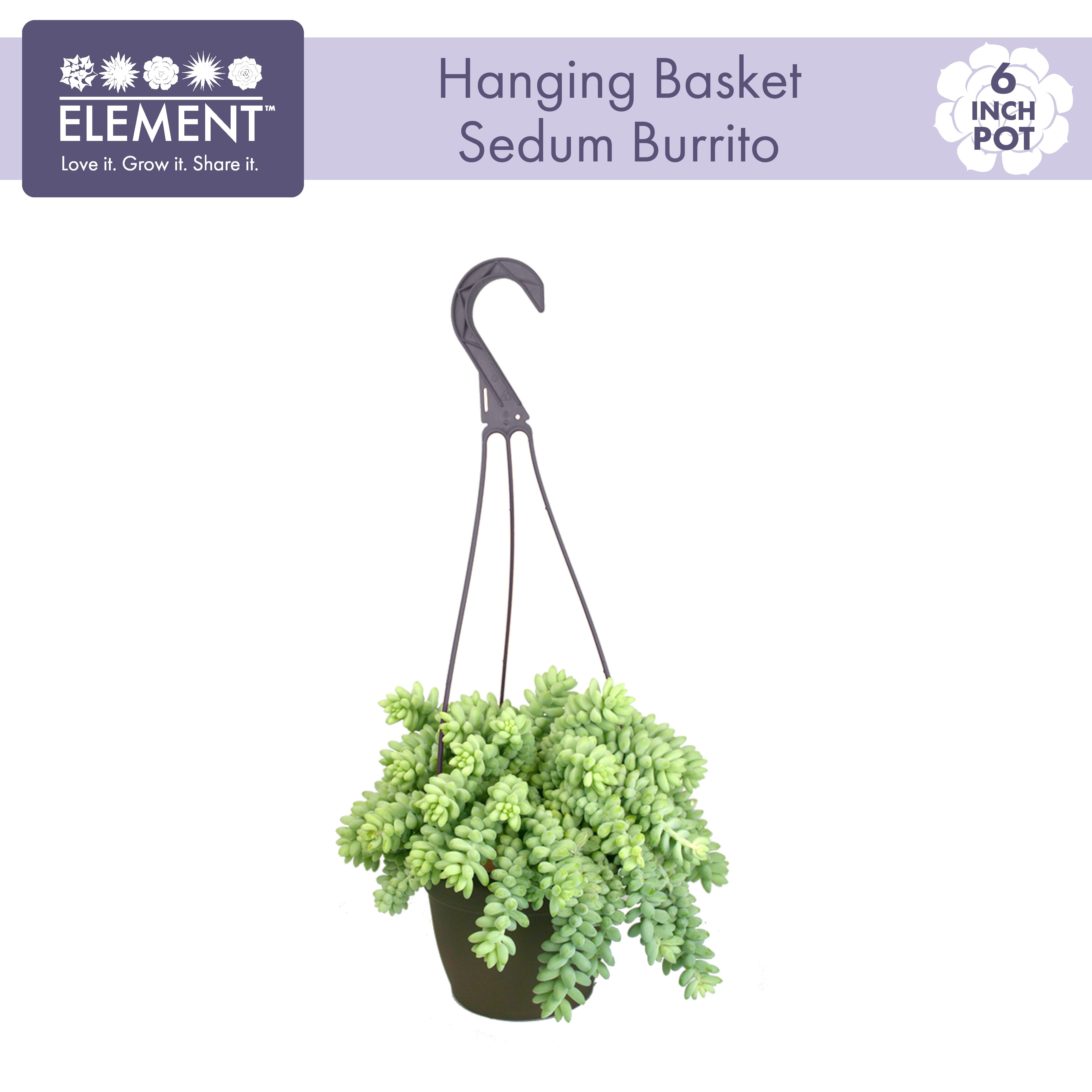 Sedum 'Burrito' Multicolor Trailing Succulent in Plastic Pot