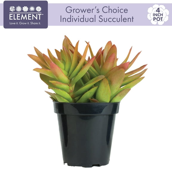 Element Single Succulent, 3.5 in Pot, Seasonal Live Plant, Mixed Varieties and Colors