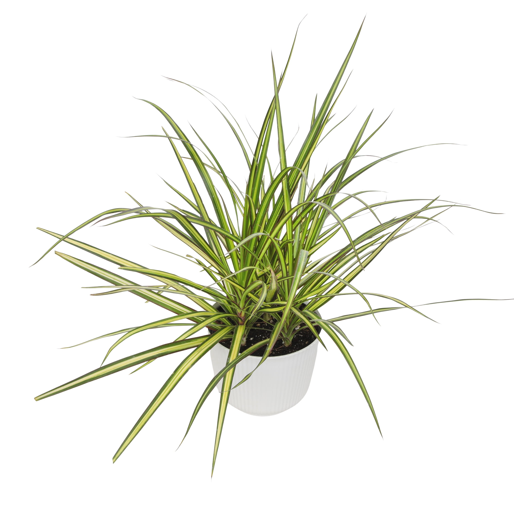 Element Sunray Dragon Dracaena Marginata in 6" White Decor Pot (Approx 15" Tall) Live Plan