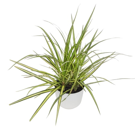 Element Sunray Dragon Dracaena Marginata in 6" White Decor Pot (Approx 15" Tall) Live Plan