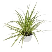 Element Sunray Dragon Dracaena Marginata in 6" White Decor Pot Approx 15" Tall Live Plan