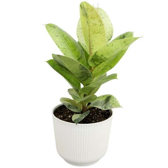 Element Variegated Ficus Shivereana in 6" White Decor Pot (Approx 15" Tall) Live Plant
