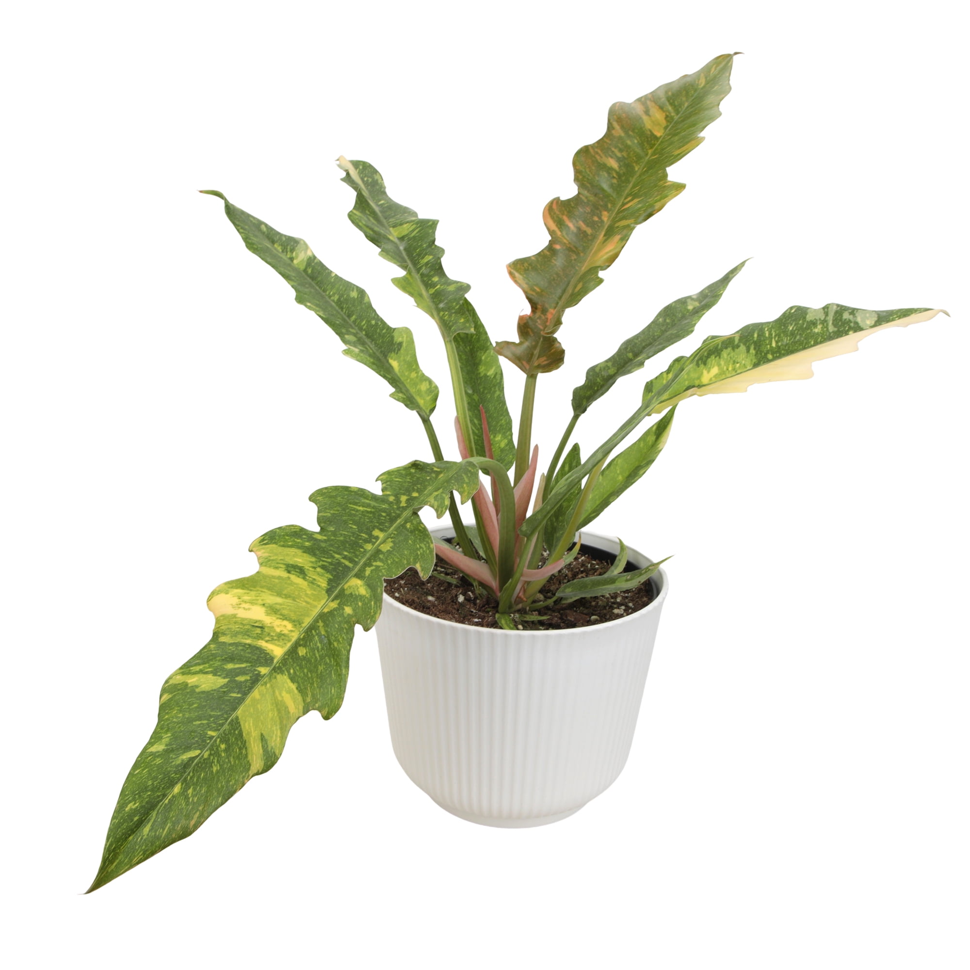 philodendron selloum bipinnatifidum Thaumatophyllum bipinnatifidum (AKA 