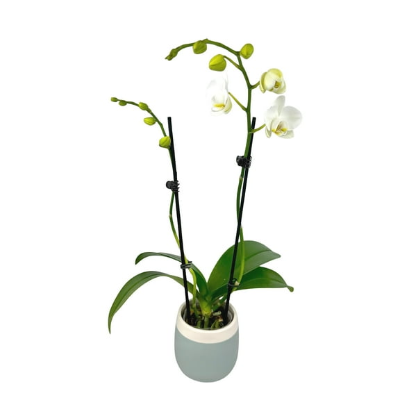 Element White Live Orchid Decor (Approx 16" Tall) in 3.5" Blue & White Planter
