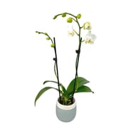 Element White Live Orchid Decor Approx 16 Tall in 3.5 Blue & White Planter