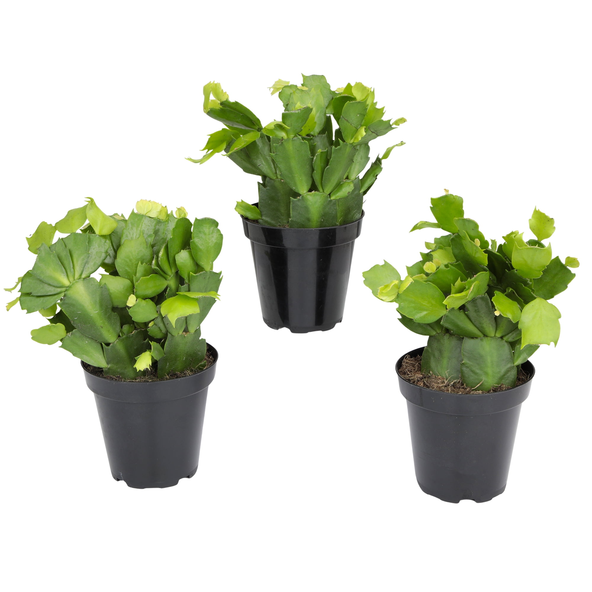 Element White Christmas Cactus 3PK in 4" Pots, Pet Friendly Zygo Live Plants (3 Count)
