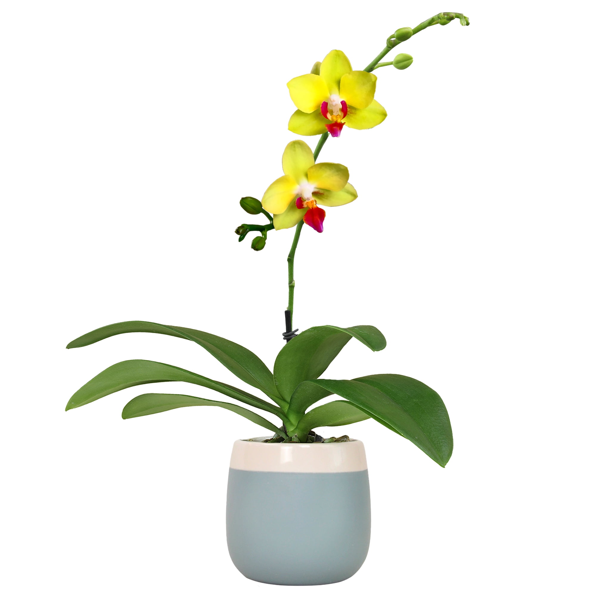 Element Yellow Live Orchid Decor (Approx 16" Tall) in 3.5" Blue & White Planter