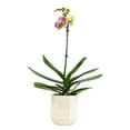 thumbnail image 1 of Element by Altman Plants 18-30" Novelty Orchid - White Pot - Pet Safe - Fun Live Plant - Partial Sun, 1 of 17
