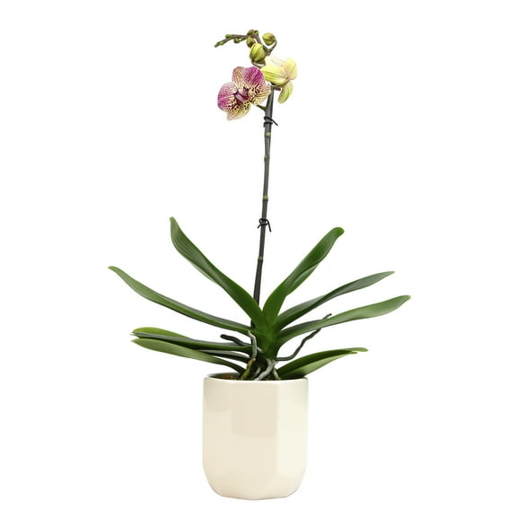 Element by Altman Plants 18-30" Novelty Orchid - White Pot - Pet Safe - Fun Live Plant - Partial Sun