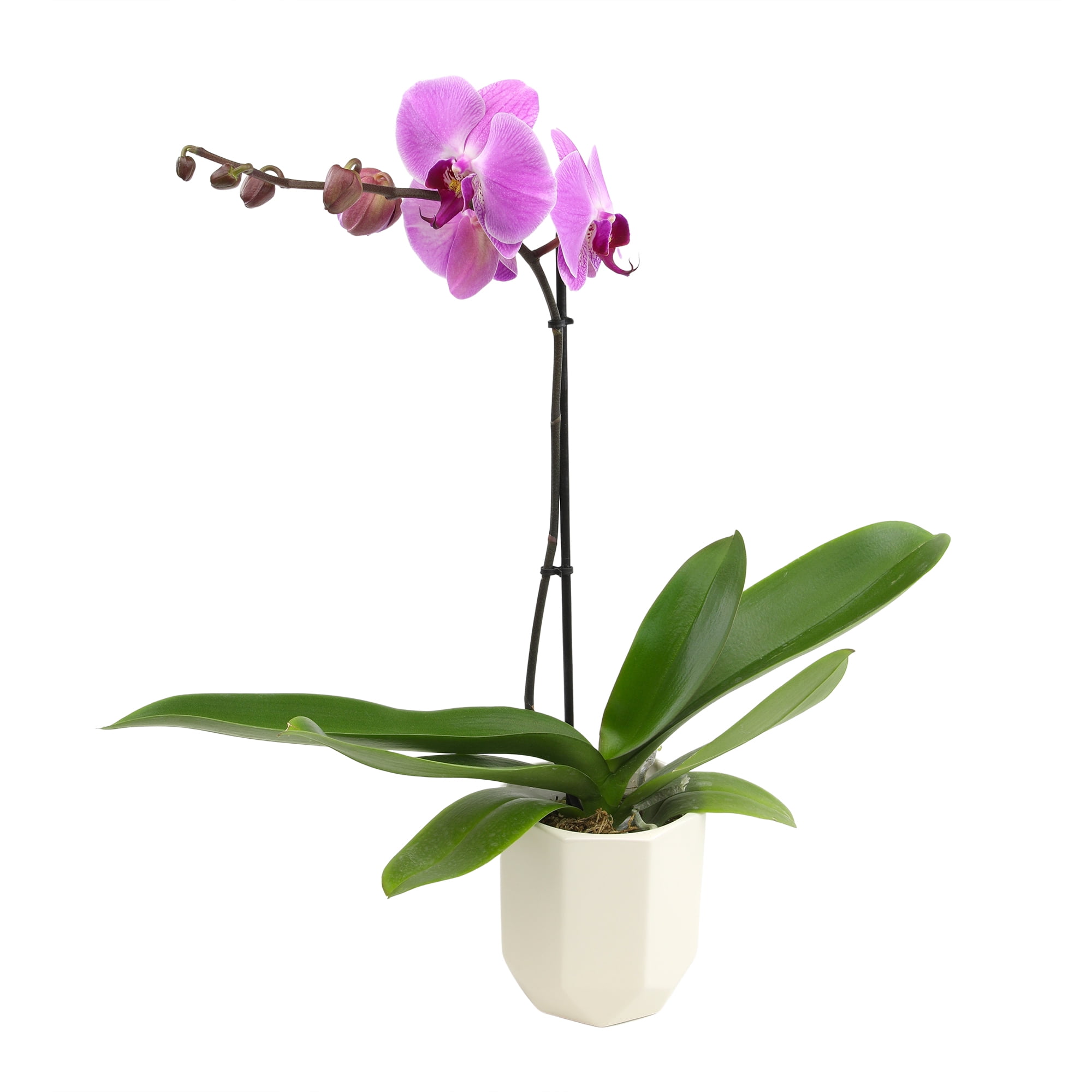 Element by Altman Plants 18-30" Purple Orchid - White Pot - Pet Safe - Easy Live Plant - Partial Sun