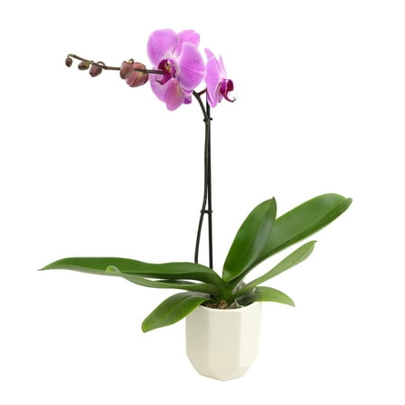 Element by Altman Plants 18-30" Purple Orchid - White Pot - Pet Safe - Easy Live Plant - Partial Sun