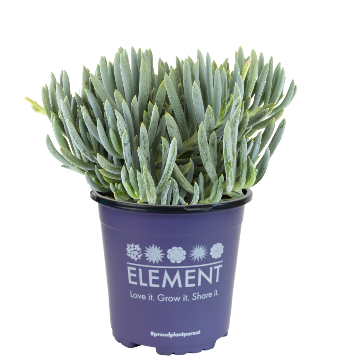 Senecio Blue Chalk Sticks Succulent in Plastic Planter