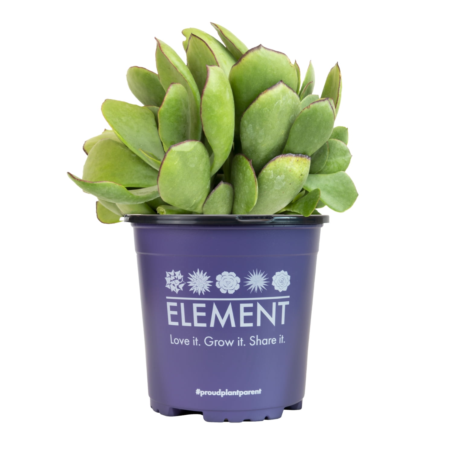 Element by Altman Plants 1Gal Cotyledon Mint Truffles Live Succulent