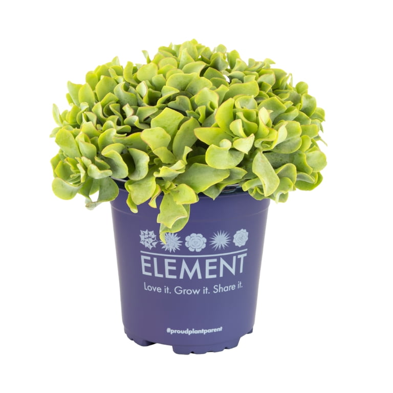 ripple jade succulent Crassula arborescens undulatifolia 'Ripple Jade' 4 Inch