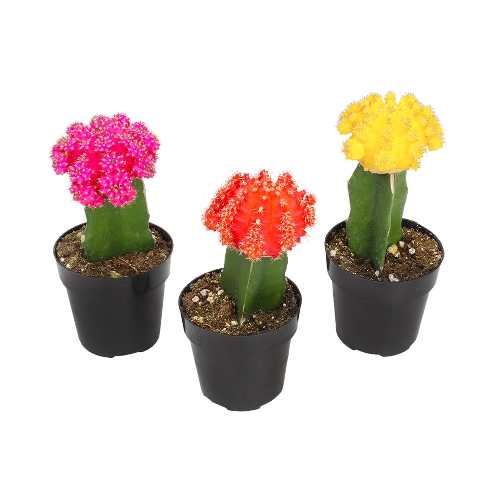 Multicolor Grafted Cactus Plants 3-Pack in 2.5-Inch Pots