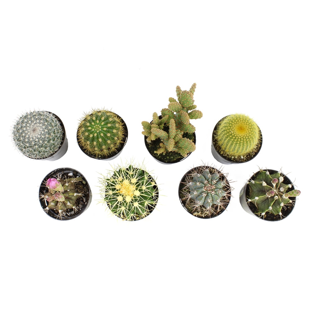 Assorted 2.5-Inch Multicolor Cactus Plants in Black Pots