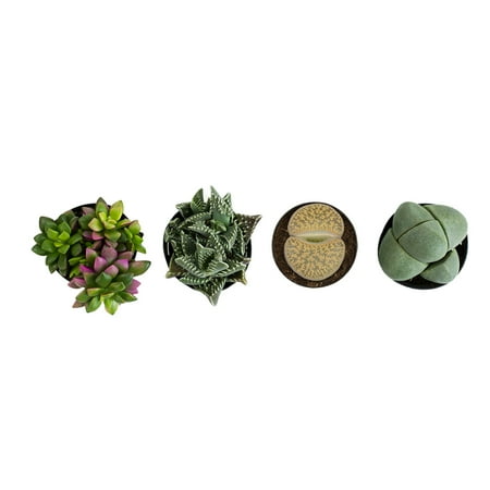 Element by Altman Plants 2.5" Multi-color Mimicry Live Succulents (4 Pack)