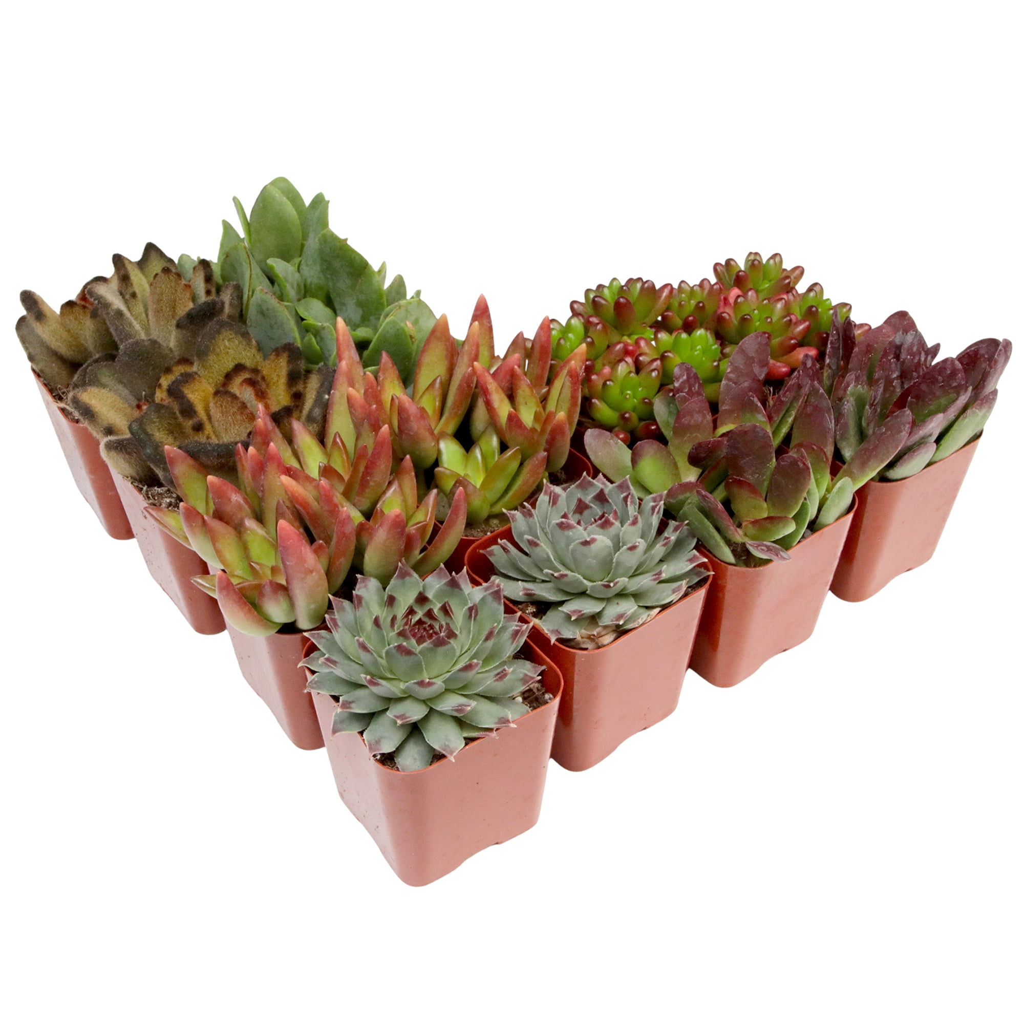 ceramic pot plants Eyes Pot - 7 Inch | Indoor Plant | Tropical Plant | Potted Plant