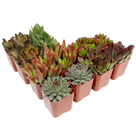 Element by Altman Plants 2" Multi-color Succulent Live Plants (12 Pack)