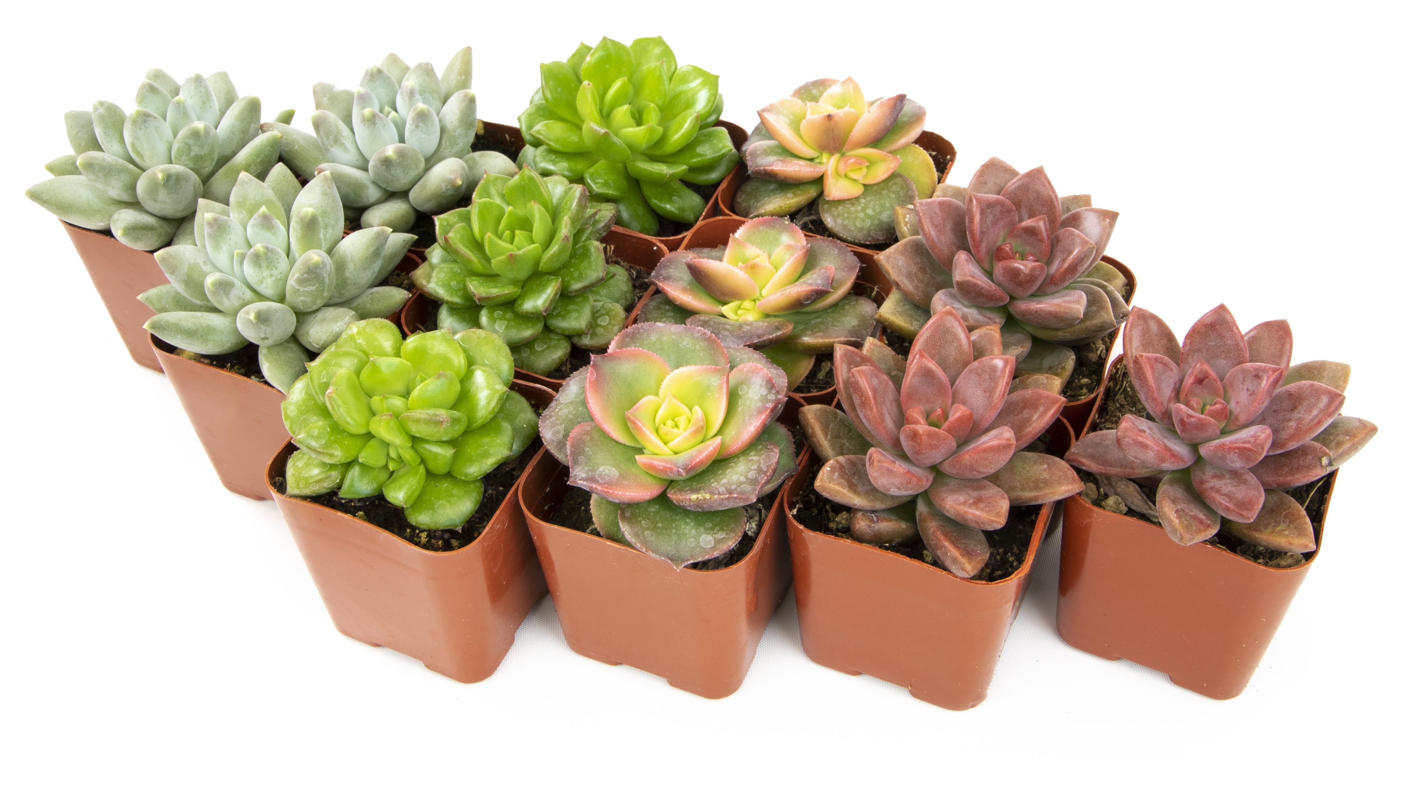 Multicolor Indoor/Outdoor Succulent Variety Pack with Plastic Pots