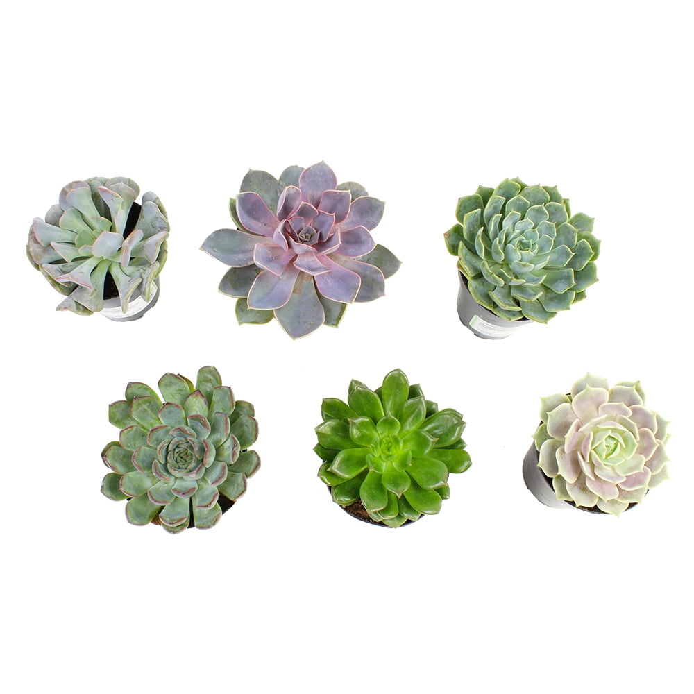 Assorted 3.5" Echeveria Succulent Plants in Black Pots (6-Pack)
