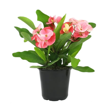 Element by Altman Plants 4.25in Euphorbia Milii Crown of Thorns Live Succulent Plant