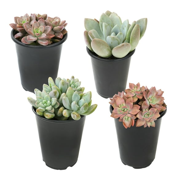 Element by Altman Plants 4 pack of 1 Quart Asst Hybrid Succulents