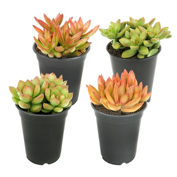 Element by Altman Plants 4 pack of 1 Quart Asst Sedum Succulents