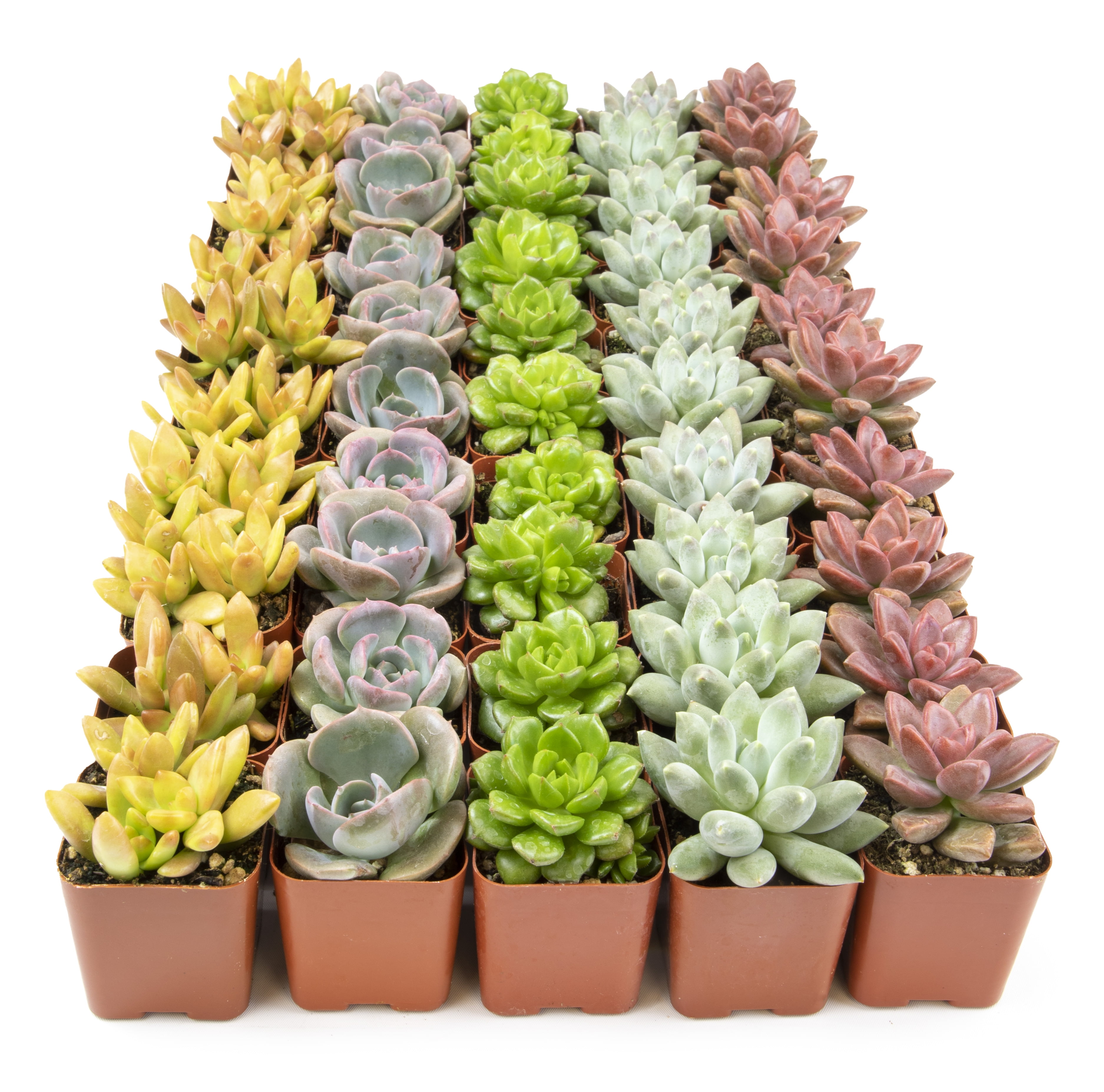 Multicolor Assorted Succulent Variety Pack in Plastic Pots