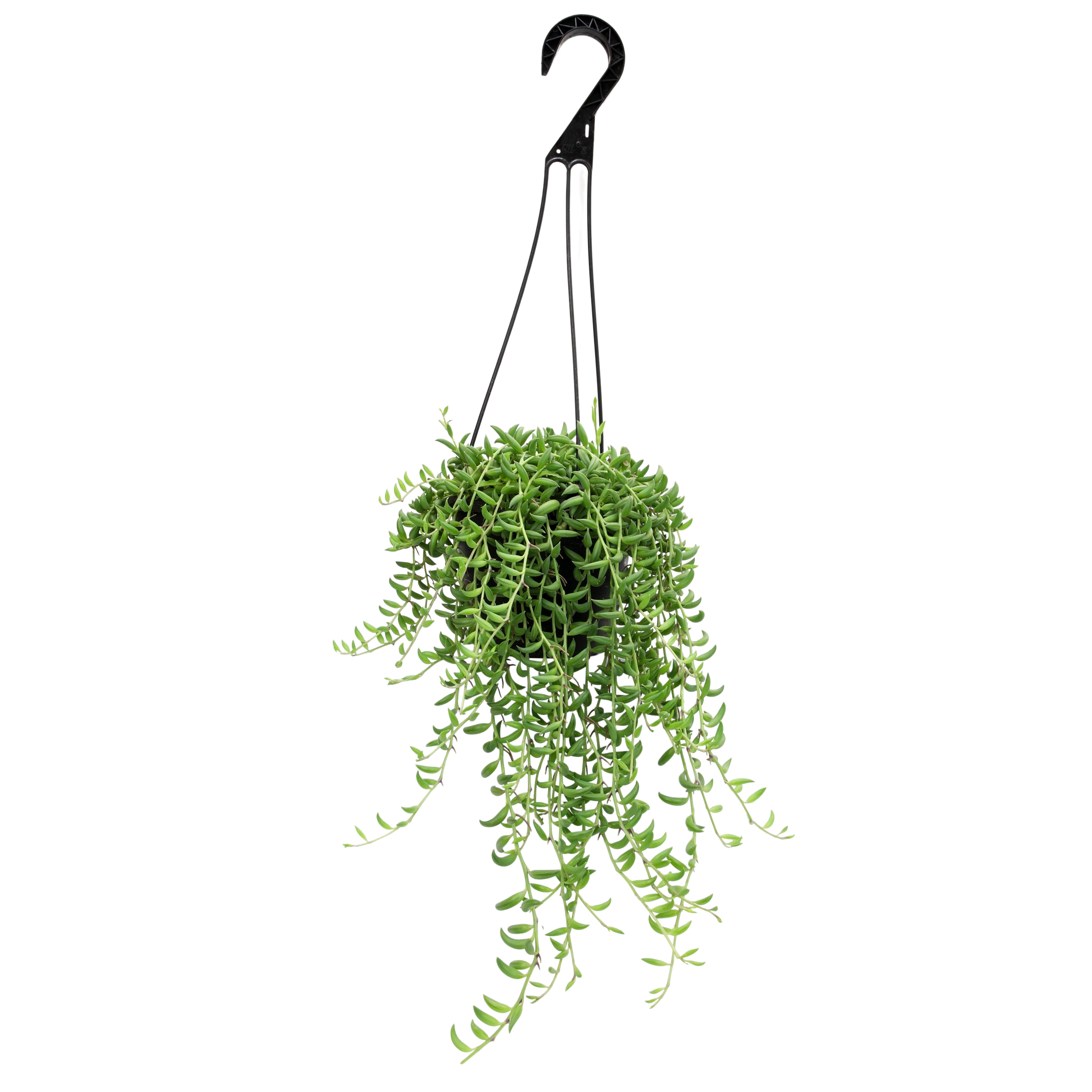 Element by Altman Plants 6" Senecio Radicans Bananas Live Hanging Succulent Basket