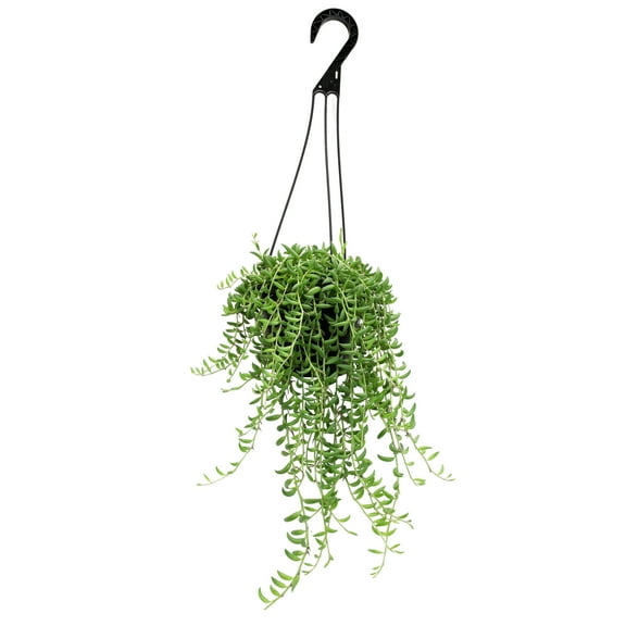 Element by Altman Plants 6" Senecio Radicans Bananas Live Hanging Succulent Basket
