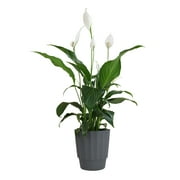 Element by Altman Plants 6in Peace Lily Spathiphyllum Plant in H20 Self Watering Pot
