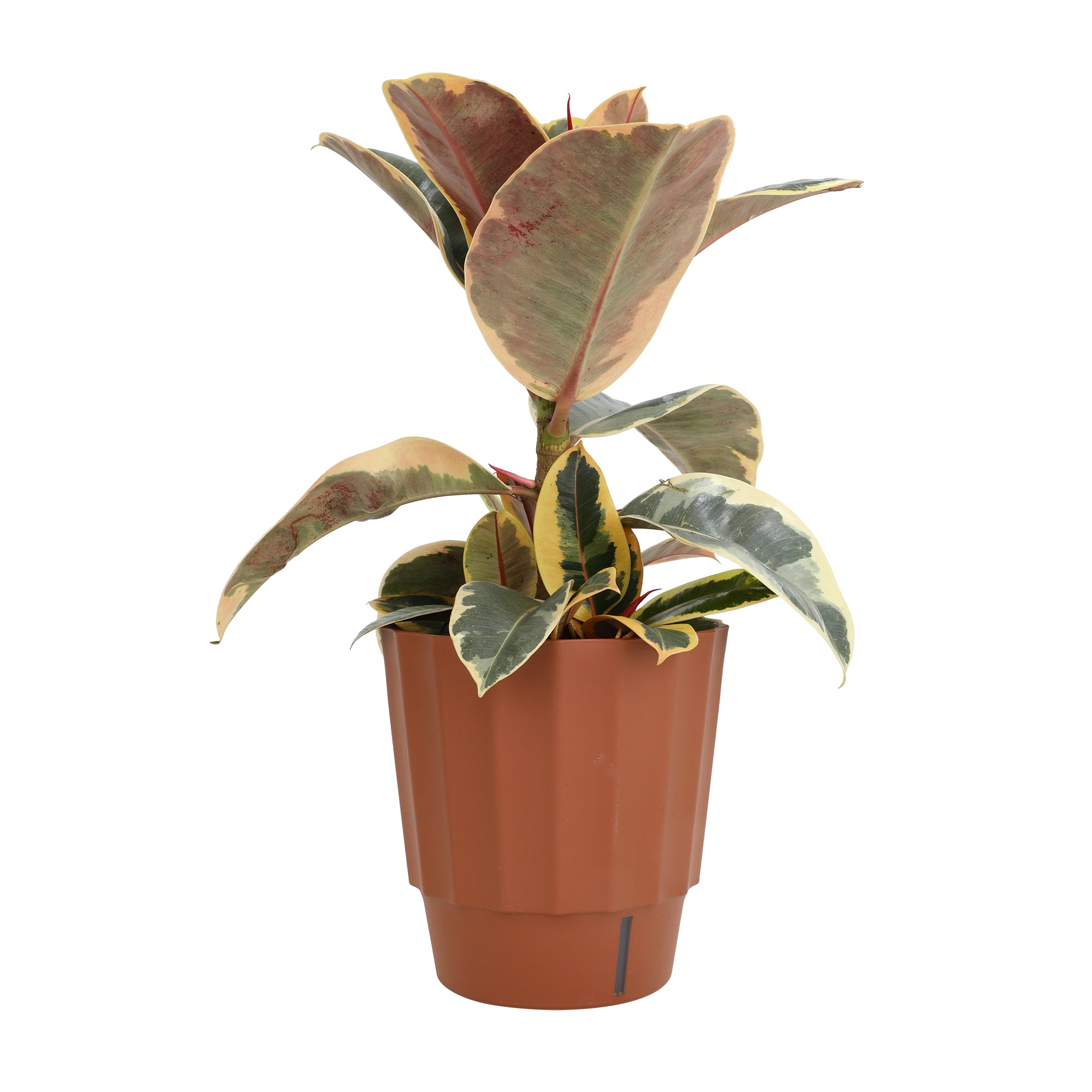Element by Altman Plants 6in Rubber Tree Ficus Tineke Plant in H20 Self Watering Pot