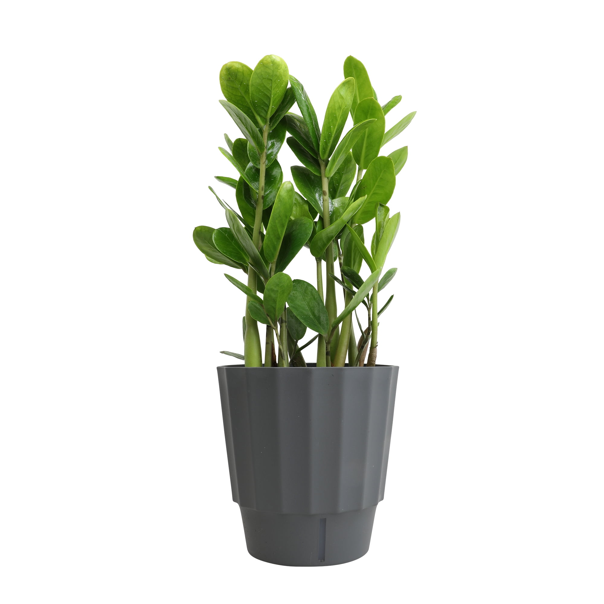 Element by Altman Plants 6in ZZ Plant in H20 Self Watering Pot