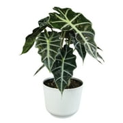 Element by Altman Plants Alocasia Polly , Elephant Ear House Plant Decor, 6in. White Pot