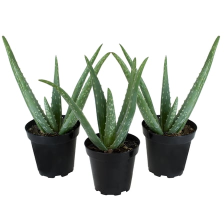 Altman Plants 11" Live Aloe Vera Plants in 3.5" Grower Pots, Easy Succulents (3 Count)