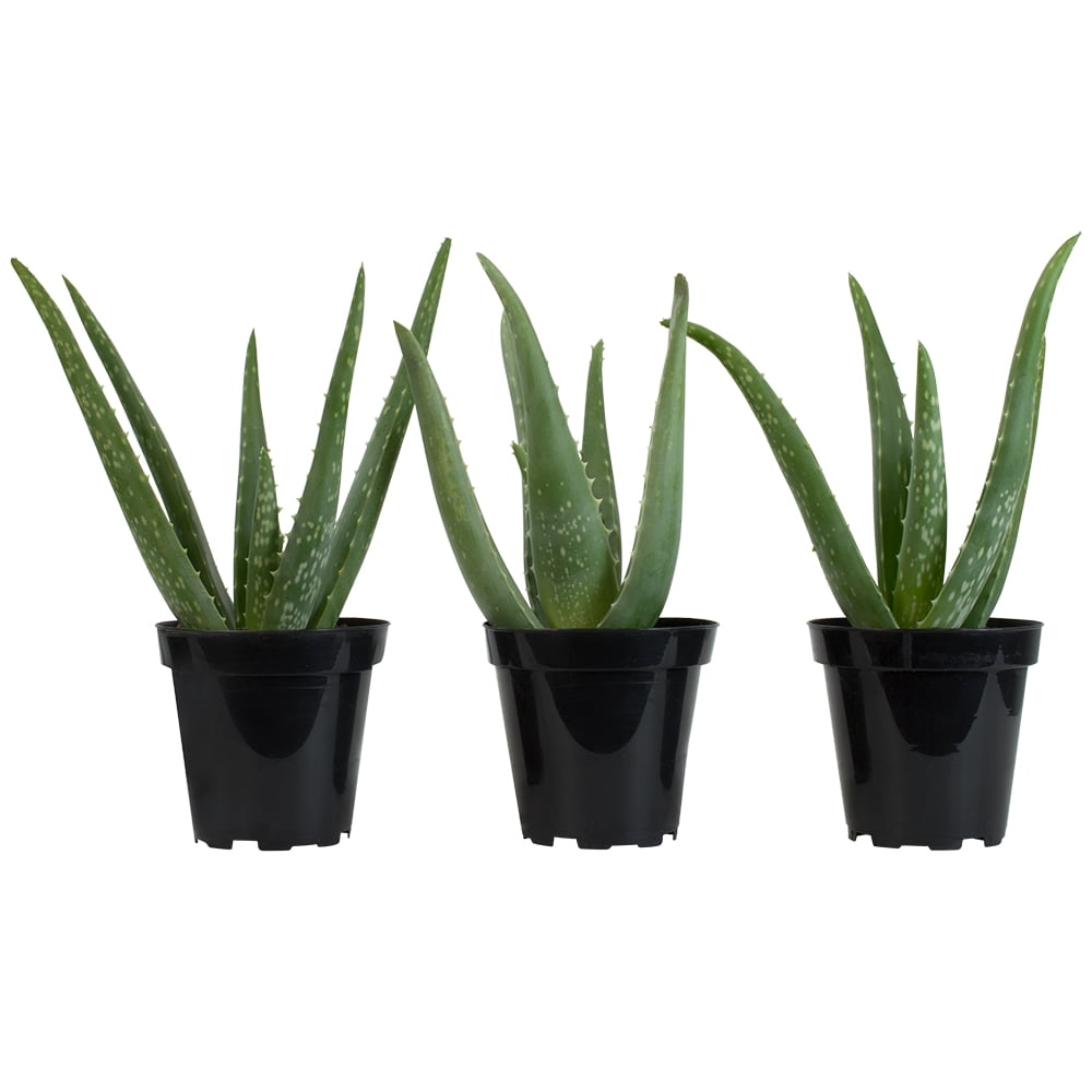 Element by Altman Plants Aloe Vera Succulent , Live Indoor House Plant with Grower Pot, 3.5 Inch