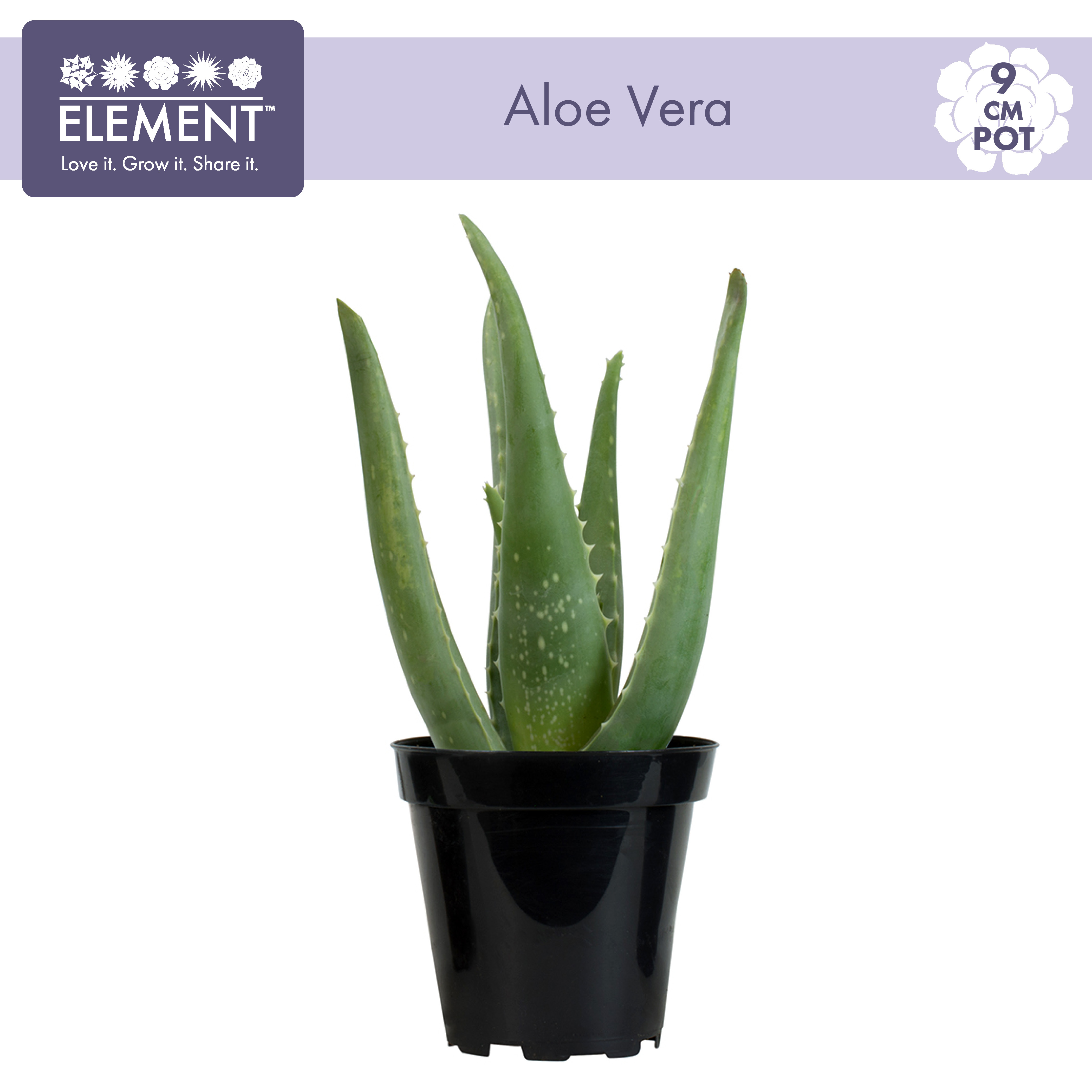 Aloe Vera 4" Pot