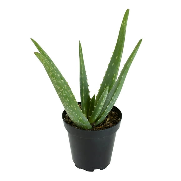 Element by Altman Plants Aloe Vera Succulent , Live Indoor House Plant with Grower Pot, 3.5 Inch