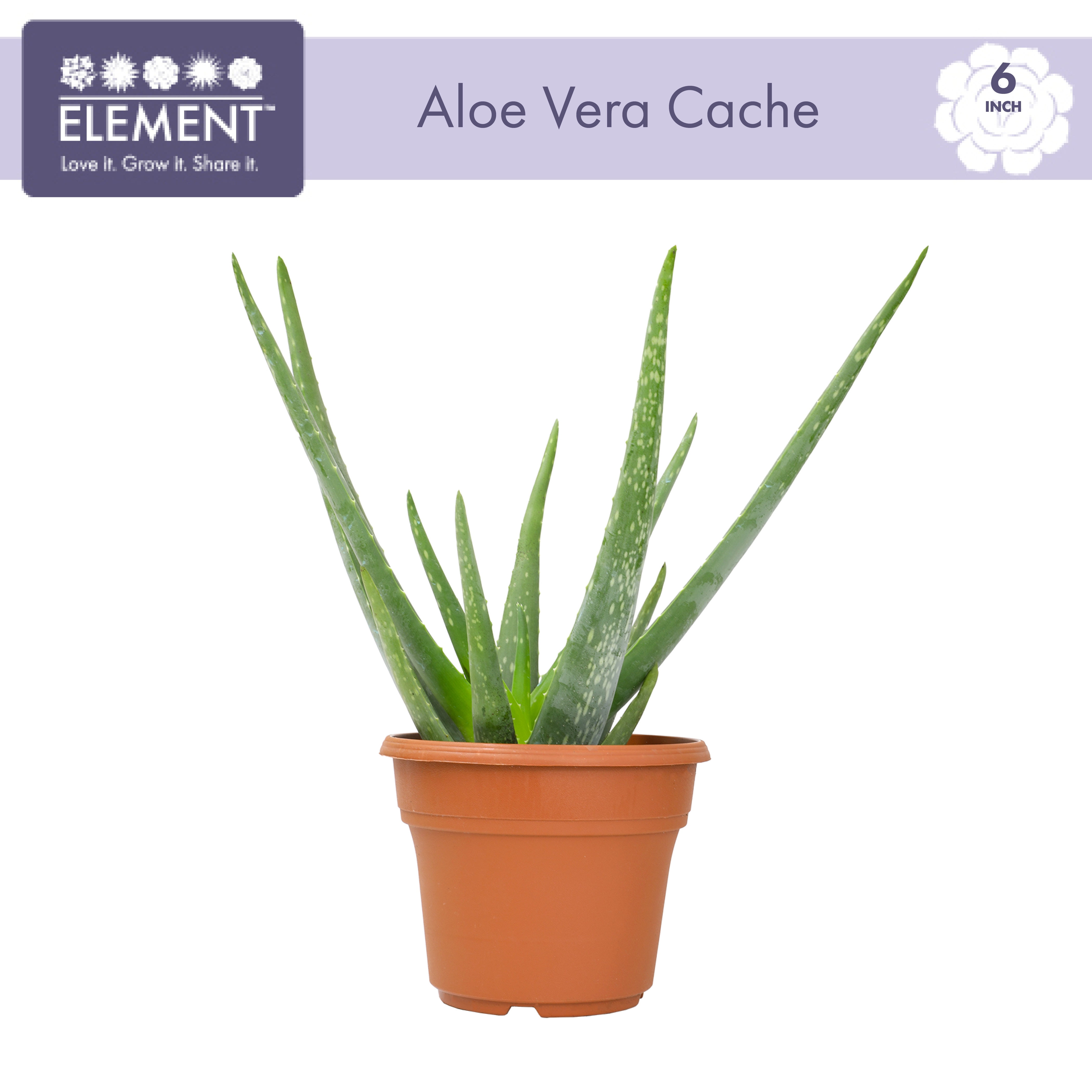 Element by Altman Plants Aloe Vera Succulent , Live Indoor House Plant