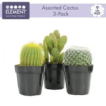 Cactus Print Plastic Dog Bowl, Pet Supermarket