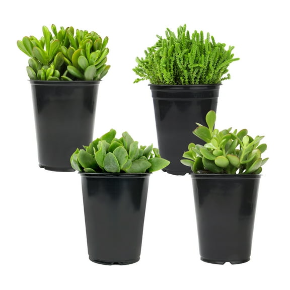 Element by Altman Plants Crassula Jade Easy Succulent 4-Pack; 1qt. Grower Pots; Full Sun