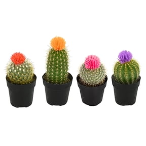 Element by Altman Plants Easy Decor Cactus Pack (3 + 1 Free Plant) | 2.5 in. Pots | Full Sun